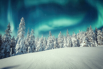 Amazing winter landscape. Wonderland in winter. Spectacular aurora borealis (northern lights) over forest through winter frosty pine trees in night scenery. Creative image. winter holiday concept.