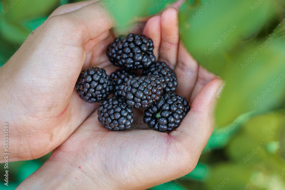 The child is harvesting blackberries in the garden. Selective focus. Food. The child is harvesting blackberries in the garden. Selective focus. Food.