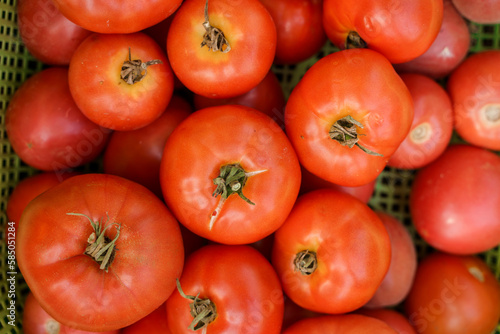 Tomato harvest close-up, gardening
