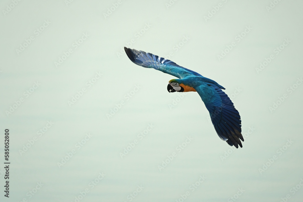 Fotografie blue macao bird flying in the sky