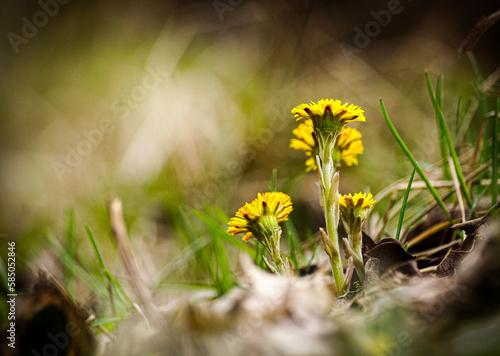 dandelions in the grass