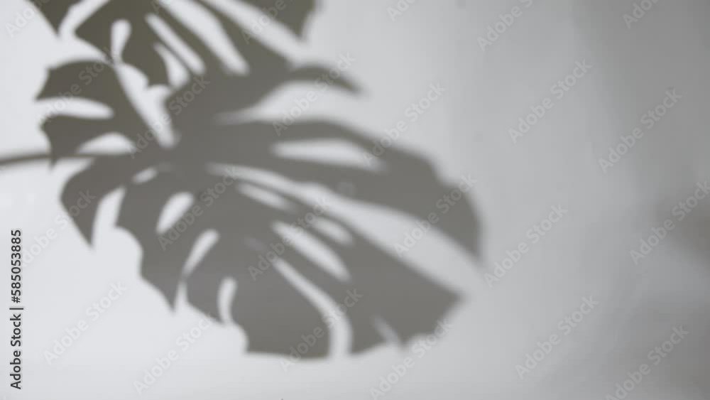 blur background. shadows monstera leaf on concrete plants absorb toxins on white wall blur background. shadows monstera leaf on concrete plants absorb toxins on white wall