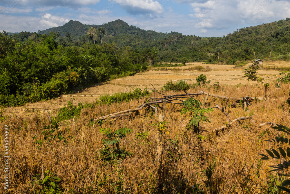 Rice fields near Muang Ngoi Neua village, Laos.