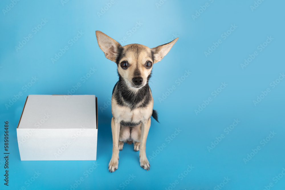 pet parcel, pet delivery, dog with a box order parcel on a blue background, copy space