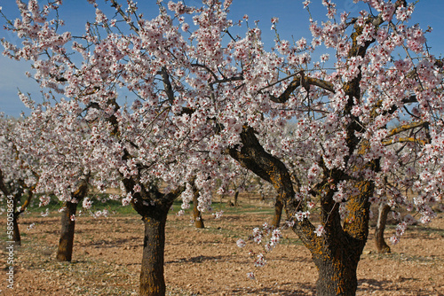 Almond blossom. Lleida, Catalonia, Spain.