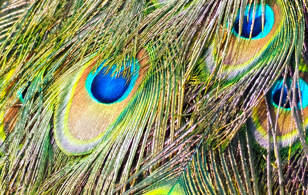 Fototapeta premium Peacocks blue eyes texture on feathers on a peacock tail