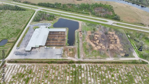 Aerial view of large feedyard with meat cows. Feeding of cattle on farm feedlot in countryside area photo