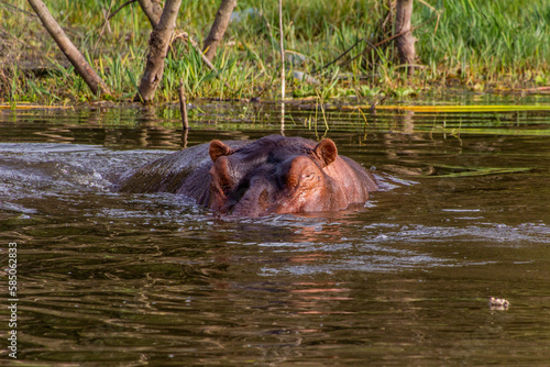 Hippopotamus (Hippopotamus amphibius) swimming in Awassa lake, Ethiopia