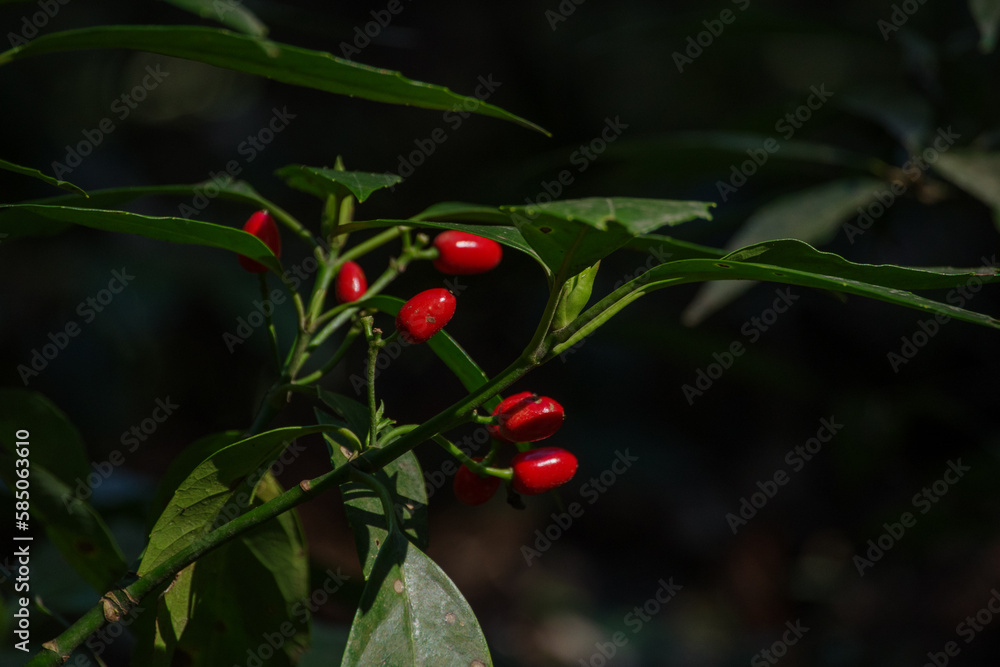 Fototapeta premium アオキの赤い実