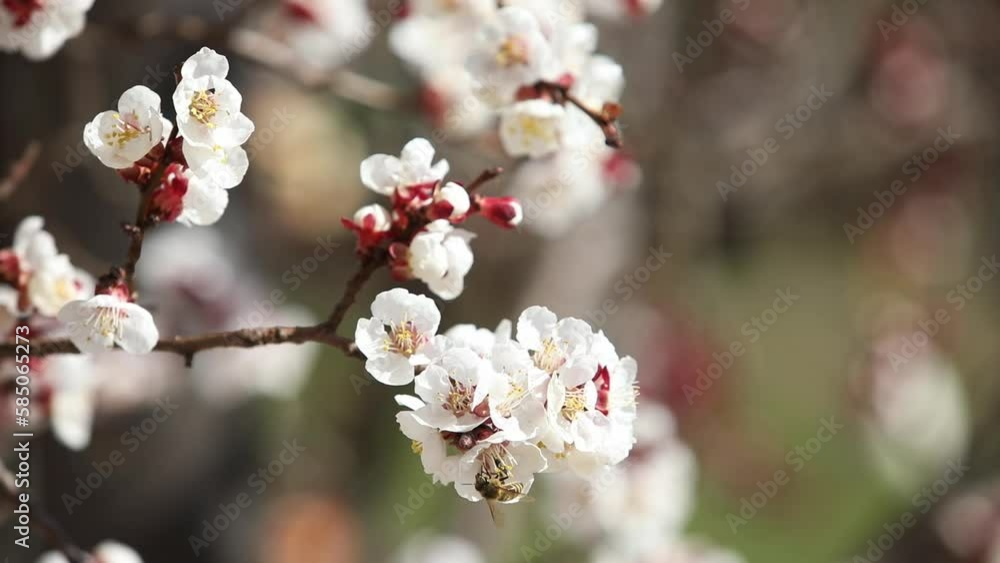closeup of a blooming apricot tree with bees in spring, macro shot,Prunus armeniaca, spring background, closeup of a blooming apricot tree with bees in spring, macro shot,Prunus armeniaca, spring background,