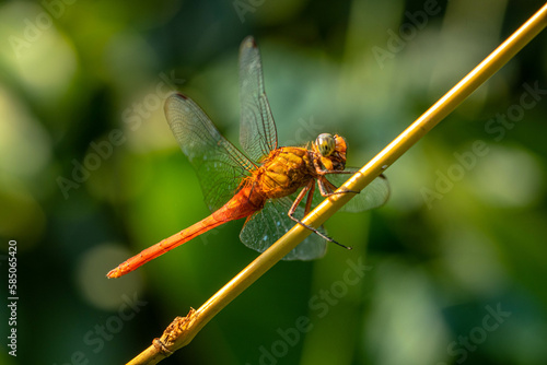 A dragonfly is a flying insect belonging to the infraorder Anisoptera below the order Odonata © lessysebastian
