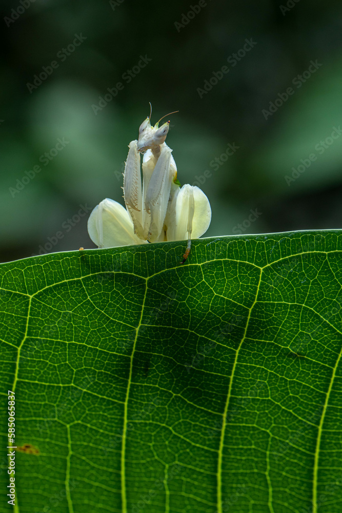 Orchid mantis Hymenopus coronatus is a mantis from the tropical forests