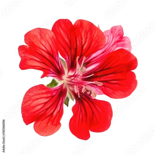 geranium flower isolated on white