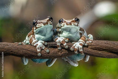Amazon milk frog (Trachycephalus resinifictrix) is a large species of arboreal frog native to the Amazon Rainforest in South America