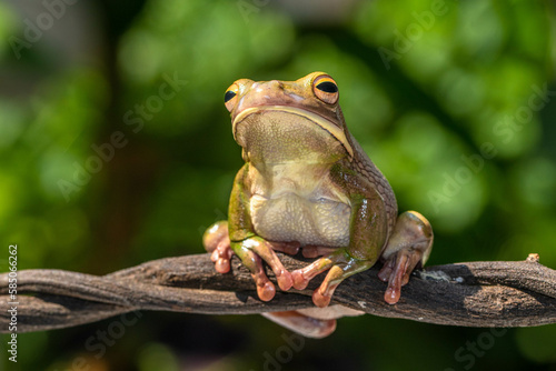 The white-lipped tree frog (Nyctimystes infrafrenatus) is a species of frog in the subfamily Pelodryadinae. It is the world's largest tree frog photo