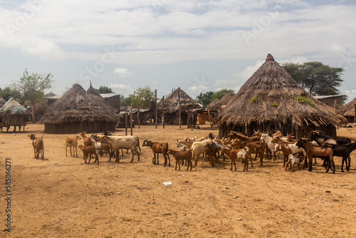 Goats in Korcho village inhabited by Karo tribe, Ethiopia photo