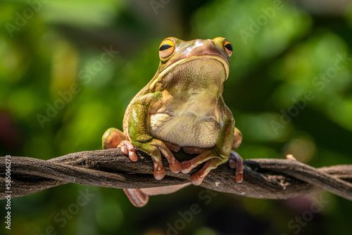 The white-lipped tree frog (Nyctimystes infrafrenatus) is a species of frog in the subfamily Pelodryadinae. It is the world's largest tree frog photo