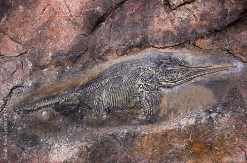 Fossile, Ichthyosaure, reptile marin 180 Ma,