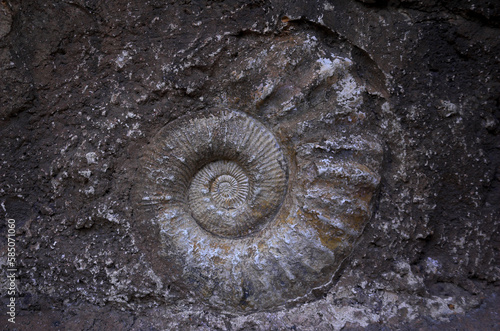 Fossile, Ammonite,