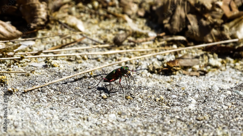 Fototapeta premium A very small green bug on the ground.