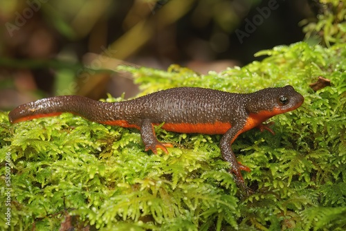 Closeup on a rare adult hybrid female between protected Red-bellied newt, Taricha rivularis and the common Rough-skinned newt, Taricha granulosa