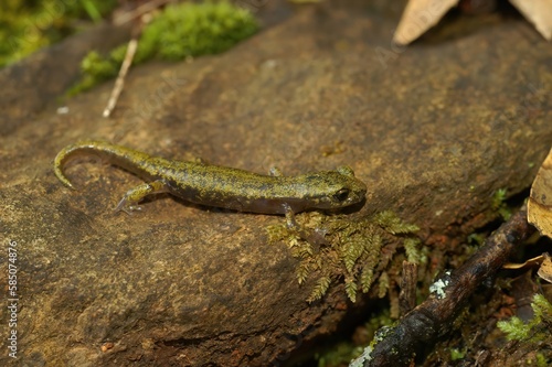 Closeup on a subadult of the endangered limestone salamander  Hydromantes brunus