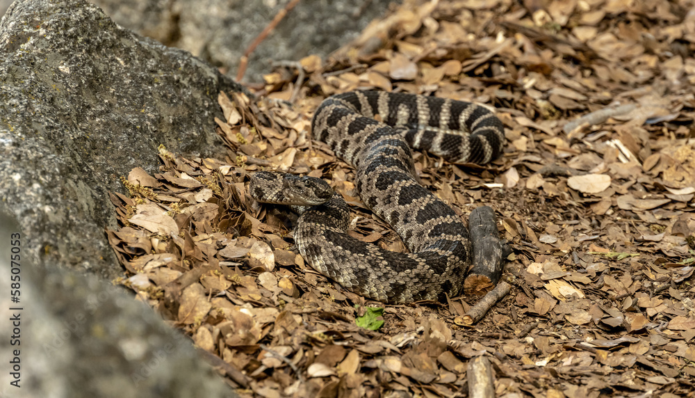 Angry Snake Starts to Coil Alongside the Tuolumne River Trail Angry Snake Starts to Coil Alongside the Tuolumne River Trail