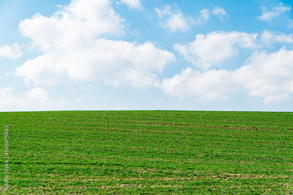 Green field and blue sky, agricultural landscape