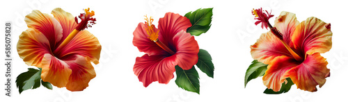 Set of hibiscus flowers isolated on a transparent background. photo