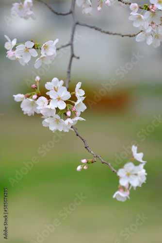 春のやさしい日差しに満開となった桜の花。背景をぼかして花びらを浮き上がらせる。