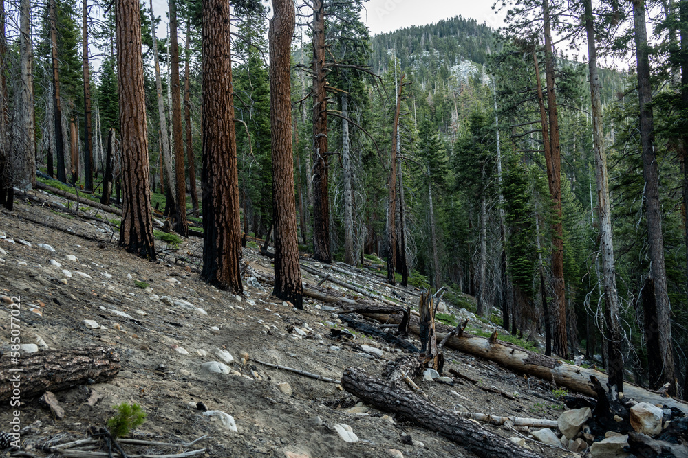 Burned Hillside Of Kings Canyon Burned Hillside Of Kings Canyon