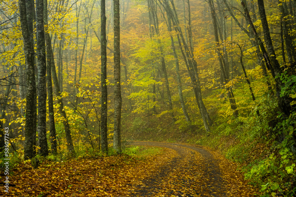 Fototapeta premium Colors Changing Along Balsam Mountain Road