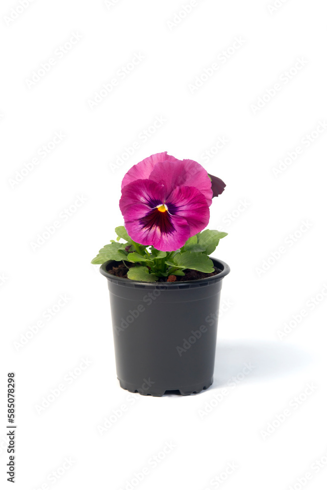 potted plant Viola in a flowerpot isolated on white background potted plant Viola in a flowerpot isolated on white background