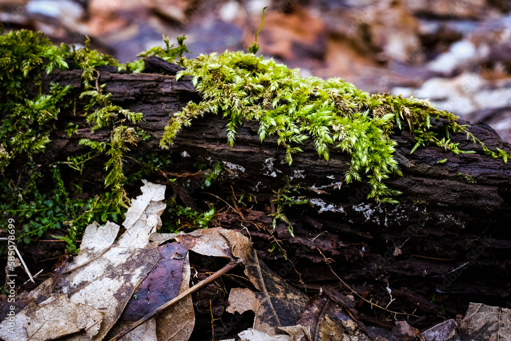 moss on the tree moss on the tree