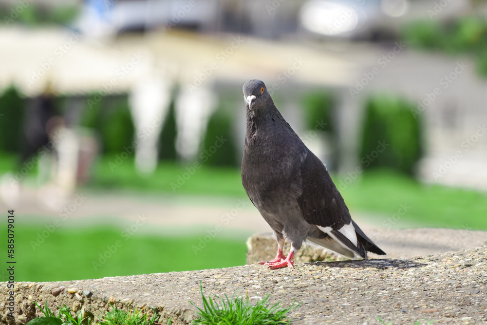 Indian Pigeon OR Rock Dove - The rock dove, rock pigeon, or common pigeon is a member of the bird family Columbidae. Pigeon in the city in spring Indian Pigeon OR Rock Dove - The rock dove, rock pigeon, or common pigeon is a member of the bird family Columbidae. Pigeon in the city in spring