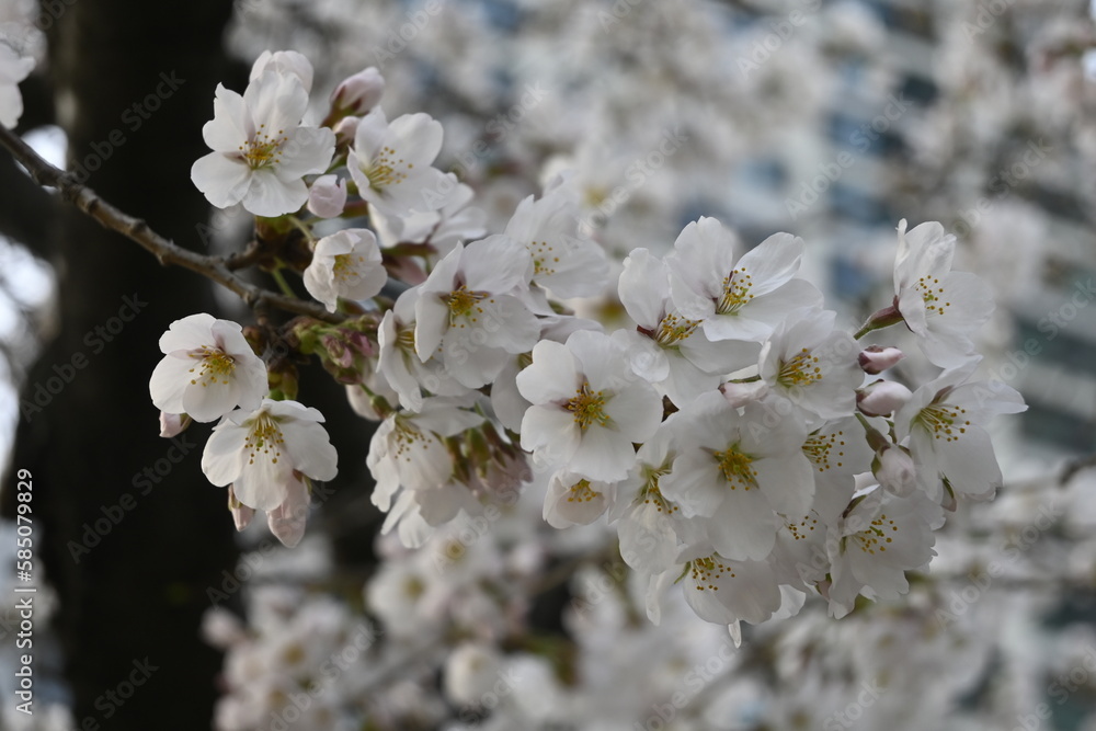 Fototapeta premium A branch of white and pink cherry blossoms (sakura, a spring flower) close up in Yeouido, Seoul and cityscape on background 
