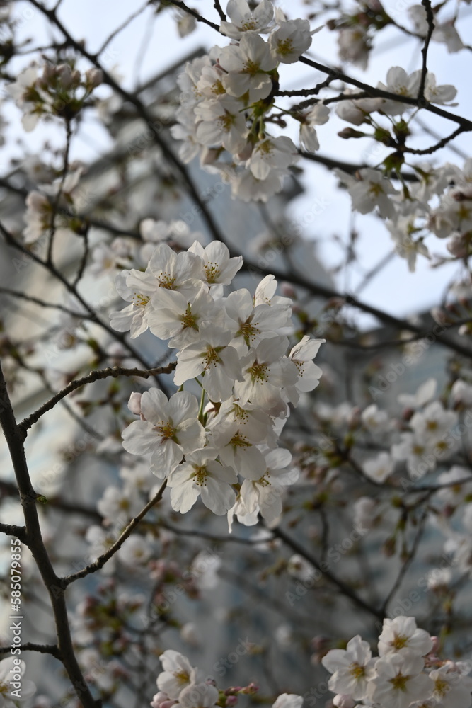 A vertical photo of a branch of white and pink cherry blossoms (sakura, a spring flower) close up in Yeouido, Seoul and cityscape on background A vertical photo of a branch of white and pink cherry blossoms (sakura, a spring flower) close up in Yeouido, Seoul and cityscape on background