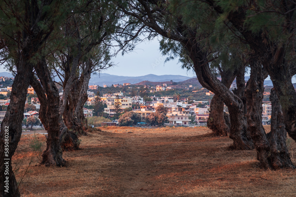 Narrow path between rows of dark gnarly trees with mediterranean town in background, Crete, Greece