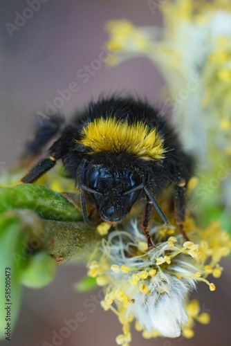 Closeup on a colorful but wed queen Early Nesting Bumble-bee, Bombus pratorum hanging onto a Salix twig photo