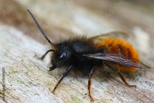 Closeup on a black and orange fluffy male, European orchard mason solitary bee, Osmia cornuta photo