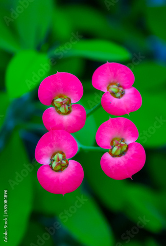 A flowering plant in the spurge family Euphorbiaciae. Euphorbia milii (also known as the crown of thorns, Christ plant) photo