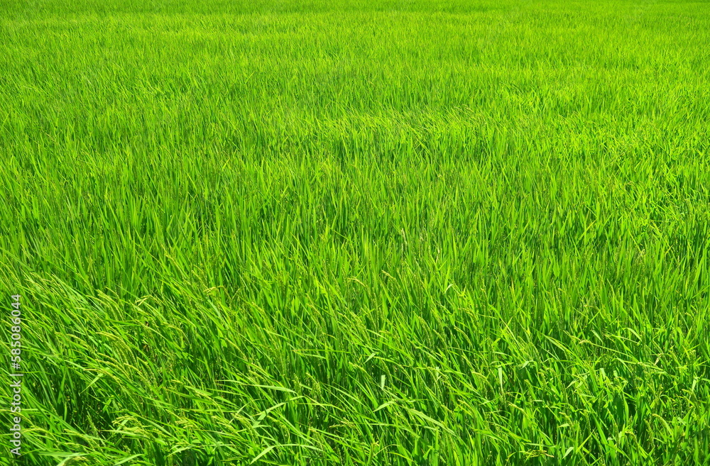 Obraz premium 稲穂の付き始めた夏の風のある近郊の青田風景