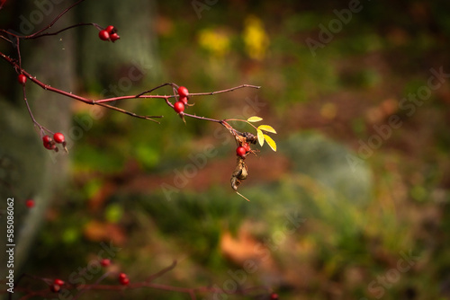 Close up photo of twig with brier berries. Branch of rose-hip berries at brown, dark green fall garden background. Dog rose berries at left, negative space at right