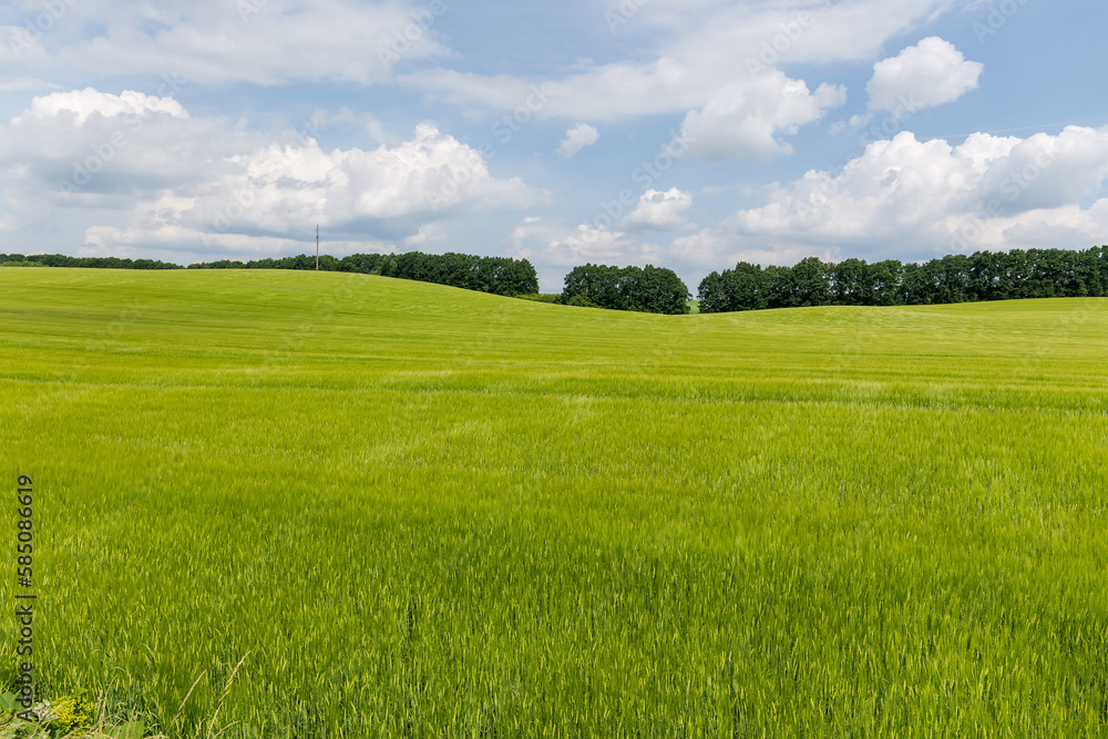 Obraz premium Slightly hilly field of unripe barley against forest and sky