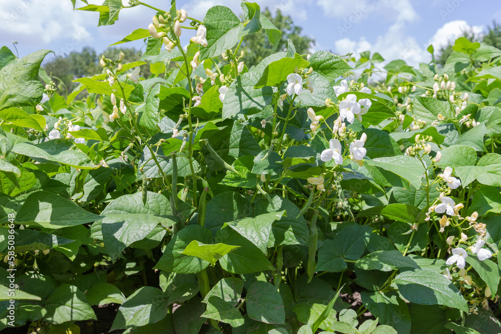 Blooming kidney bean plants with green pods on a field Blooming kidney bean plants with green pods on a field