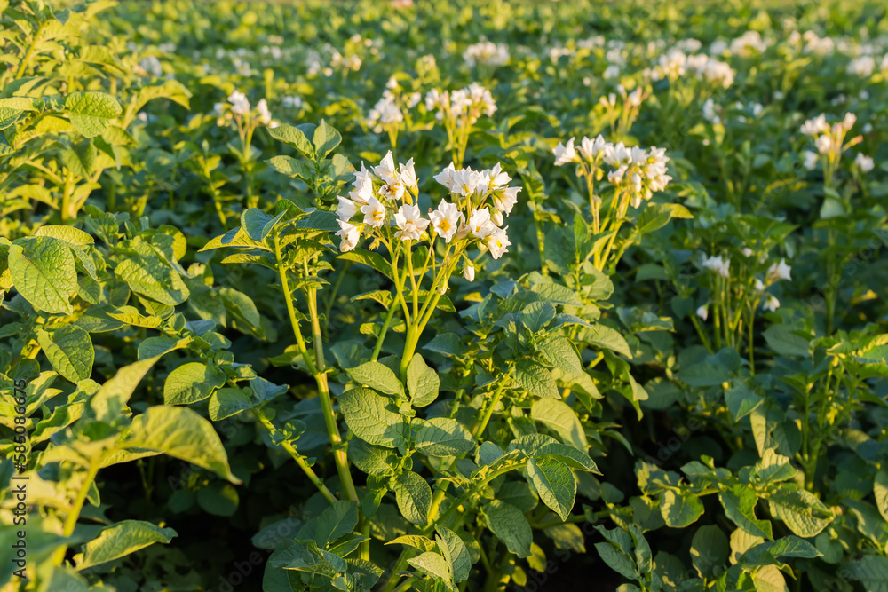 Part of blooming potatoes field in sunny evening, selective focus
