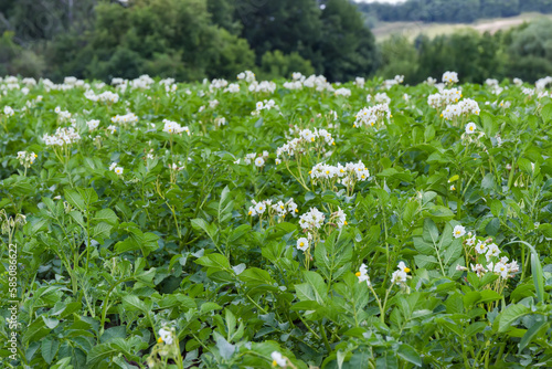 Field of blooming potatoes against distant trees in overcast weather