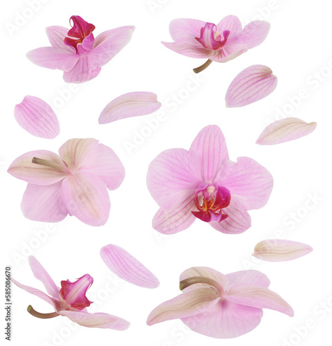 Pink orchid flowers with petals. Blossom art floral concept