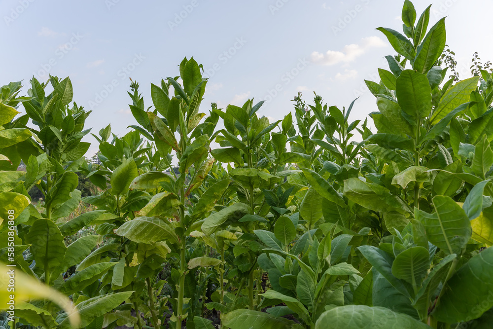 Plants of the blooming tobacco against sky in summer morning Plants of the blooming tobacco against sky in summer morning
