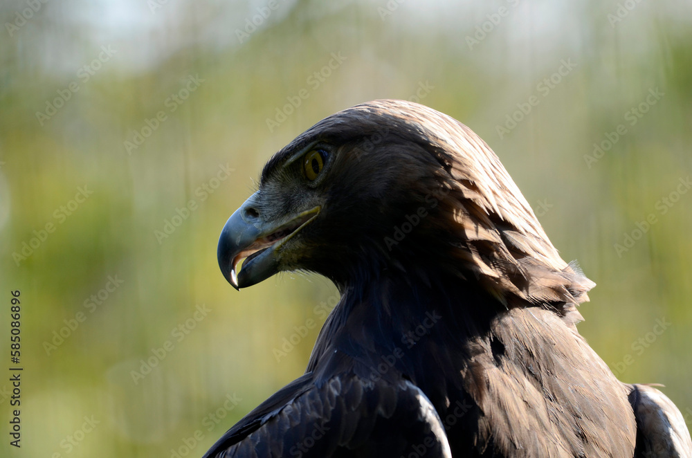 Fototapeta premium ワシ